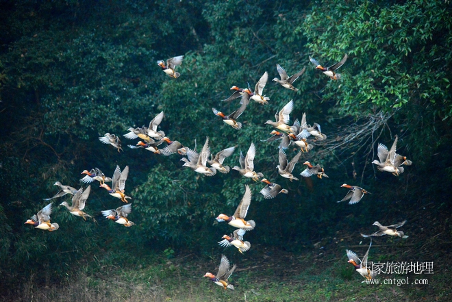進入初冬，大批野生鴛鴦陸續(xù)飛抵江西婺源縣賦春鎮(zhèn)鴛鴦湖越冬，小精靈們在湖面上或相互依偎、卿卿我我；或隨波逐流、嬉戲打鬧，悠閑自在生活在青山綠水之間，優(yōu)良的水域和豐富的湖畔闊葉林，為鴛鴦過冬提供良好生存環(huán)境，婺源鴛鴦湖已成為亞洲最大的野生鴛鴦越冬棲息地。（攝于12月4日下午）