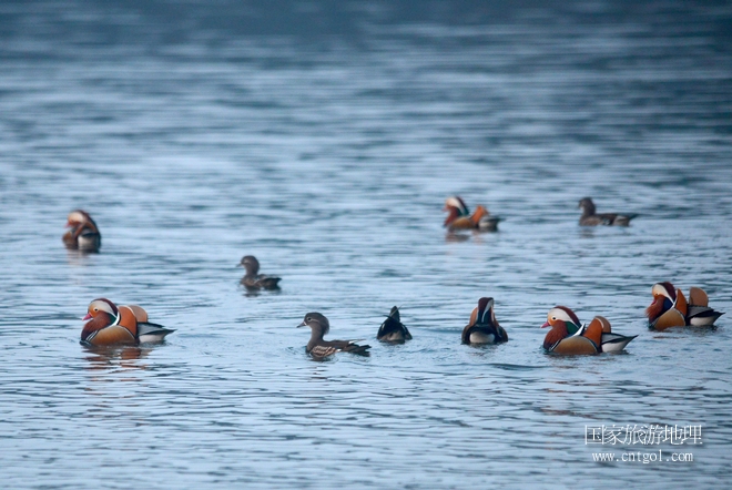 進入初冬，大批野生鴛鴦陸續(xù)飛抵江西婺源縣賦春鎮(zhèn)鴛鴦湖越冬，小精靈們在湖面上或相互依偎、卿卿我我；或隨波逐流、嬉戲打鬧，悠閑自在生活在青山綠水之間，優(yōu)良的水域和豐富的湖畔闊葉林，為鴛鴦過冬提供良好生存環(huán)境，婺源鴛鴦湖已成為亞洲最大的野生鴛鴦越冬棲息地。（攝于12月4日下午）