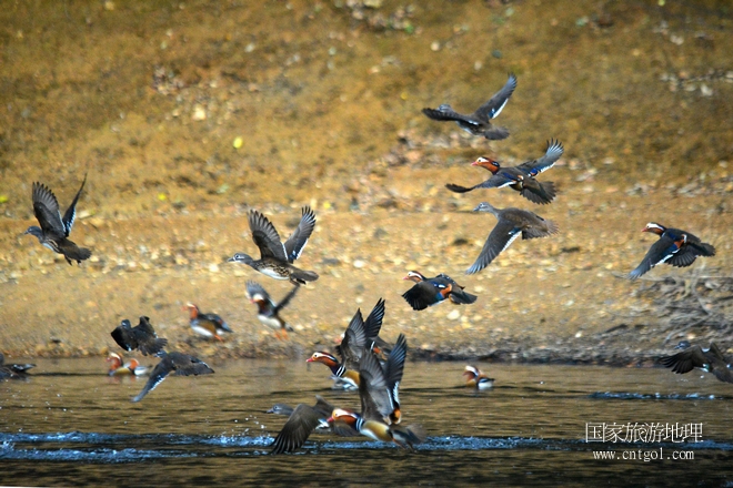 進入初冬，大批野生鴛鴦陸續(xù)飛抵江西婺源縣賦春鎮(zhèn)鴛鴦湖越冬，小精靈們在湖面上或相互依偎、卿卿我我；或隨波逐流、嬉戲打鬧，悠閑自在生活在青山綠水之間，優(yōu)良的水域和豐富的湖畔闊葉林，為鴛鴦過冬提供良好生存環(huán)境，婺源鴛鴦湖已成為亞洲最大的野生鴛鴦越冬棲息地。（攝于12月4日下午）