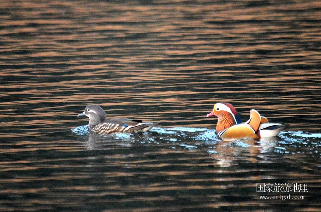 進入初冬，大批野生鴛鴦陸續(xù)飛抵江西婺源縣賦春鎮(zhèn)鴛鴦湖越冬，小精靈們在湖面上或相互依偎、卿卿我我；或隨波逐流、嬉戲打鬧，悠閑自在生活在青山綠水之間，優(yōu)良的水域和豐富的湖畔闊葉林，為鴛鴦過冬提供良好生存環(huán)境，婺源鴛鴦湖已成為亞洲最大的野生鴛鴦越冬棲息地。（攝于12月4日下午）